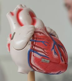 ein plastisches Modell eines Herzens